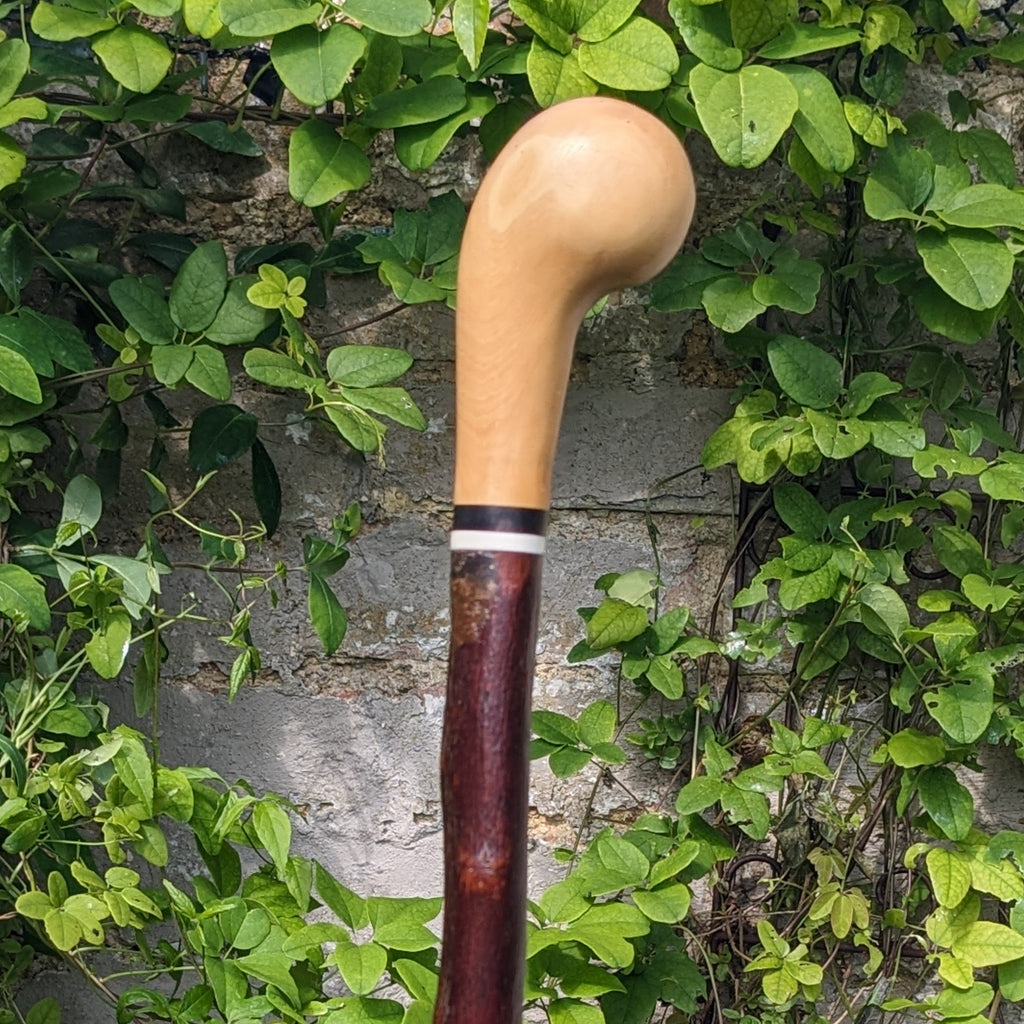 Box Wood Pistol Grip Cane on Cherry - 96cm