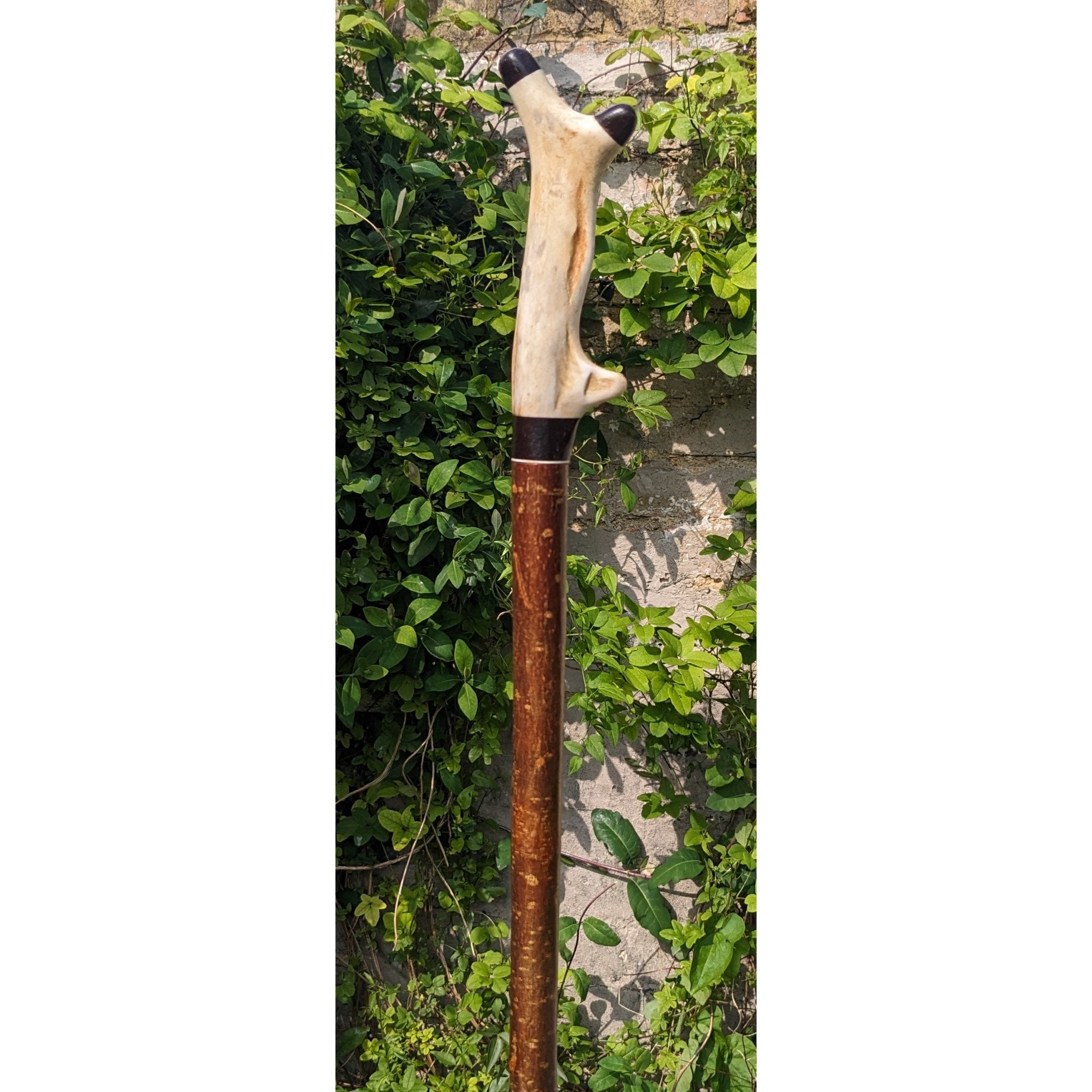 Pere David Antler Handle on Hazel Wood Shank- 135cm