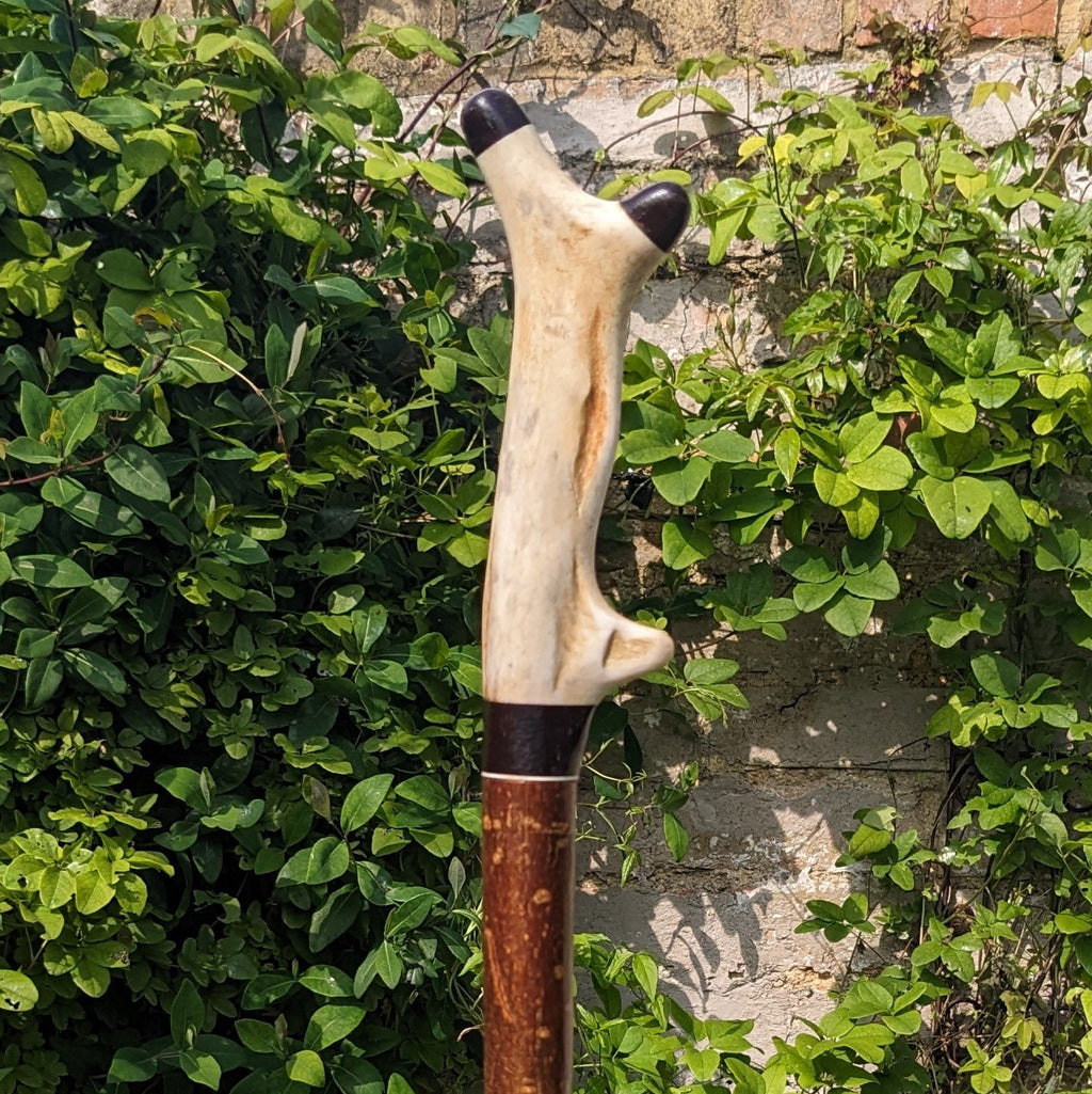 Pere David Antler Handle on Hazel Wood Shank- 135cm