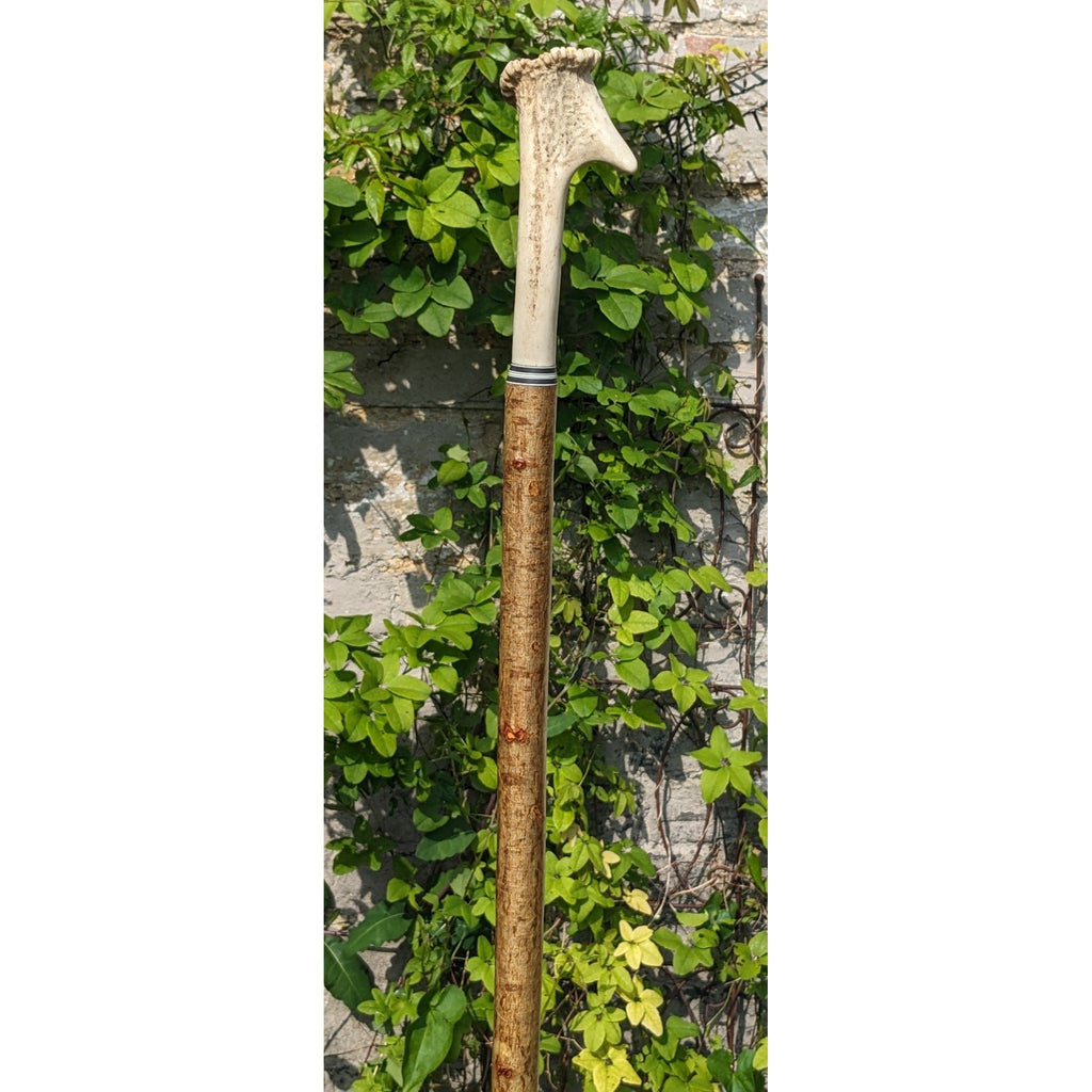 Pere David Antler Handle on Hazel Wood Shank- 135cm