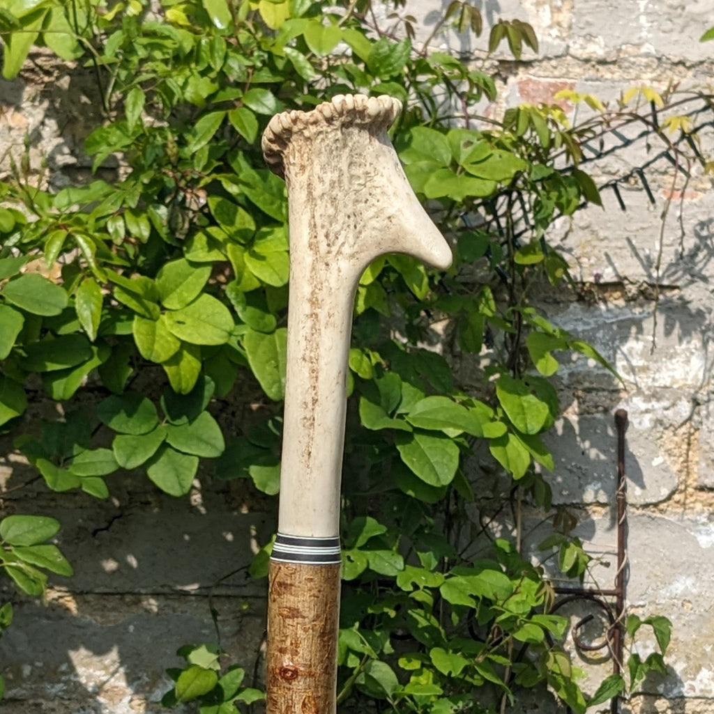 Pere David Antler Handle on Hazel Wood Shank- 135cm