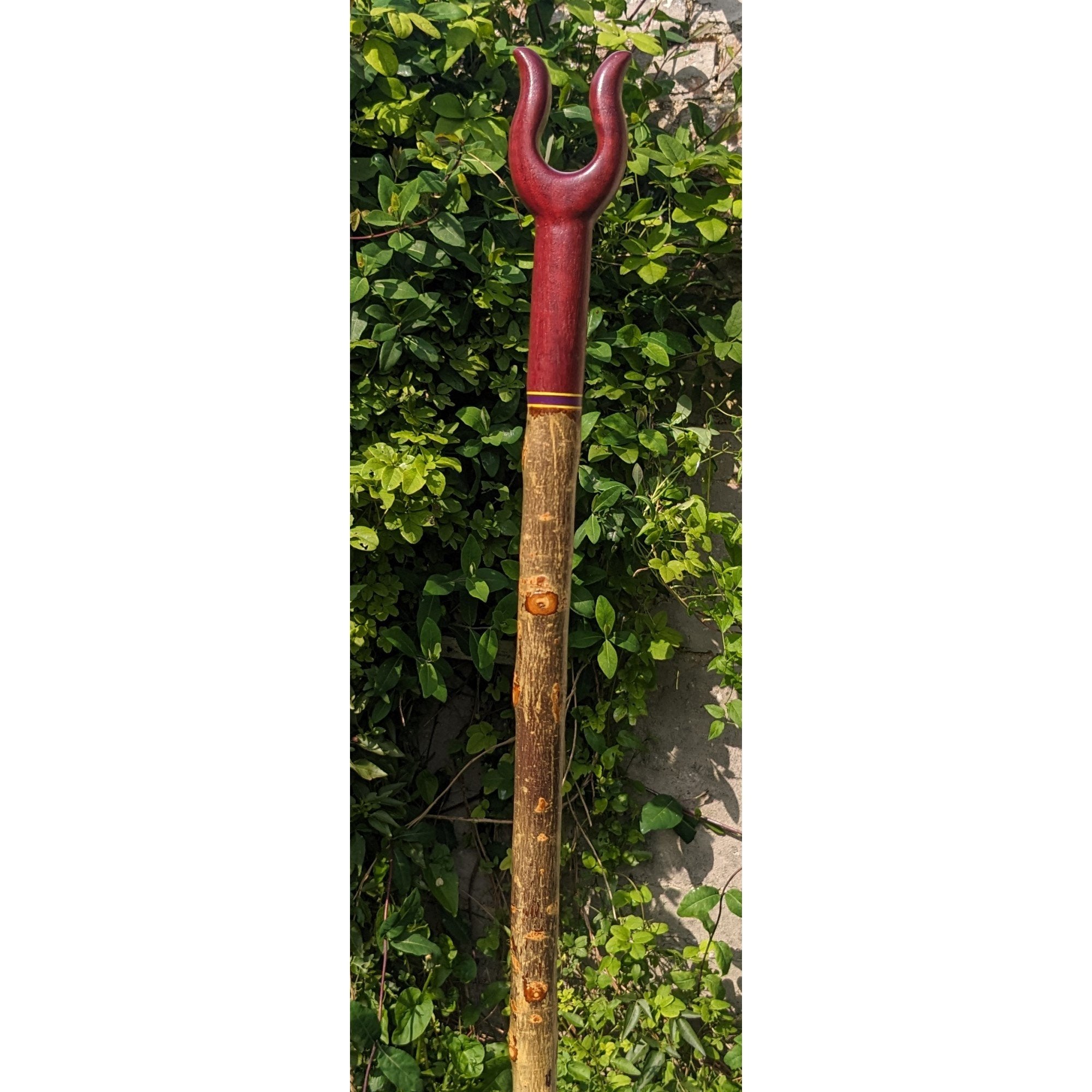 Ash Lyre Handled Stick with Purpleheart Top - 134cm